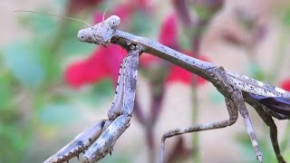 Monarch Caterpillar and Carolina Mantis