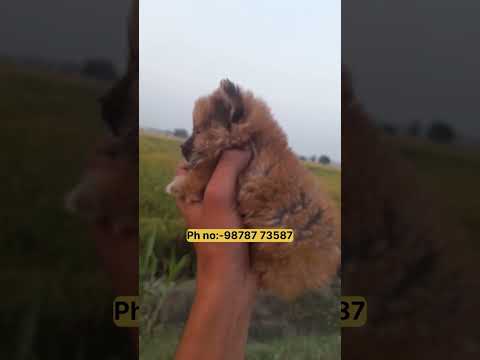 🐶❤️ #doglover #viralvideo #davindernirman #viralvideo