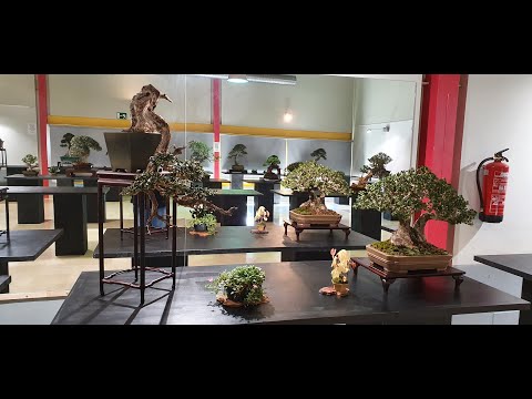 2021 11 19   Asociación Amigos del Bonsái Benalmadena You Tube