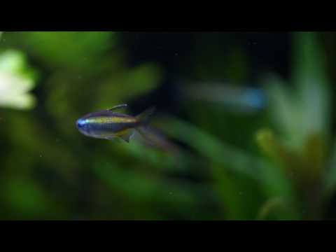 Phenacogrammus aurantiacus