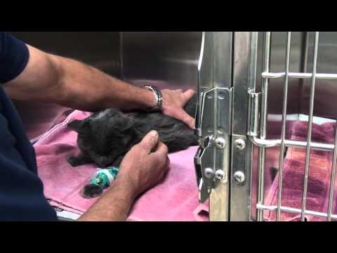 Cat: Ill and Severely Dehydrated - YouTube
