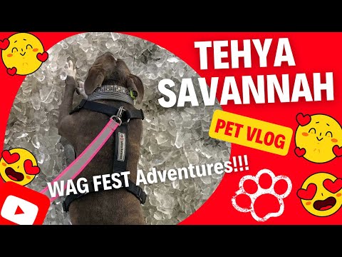 Tehya Savannah 🐾💗🐾 WAG FEST Adventures! #cutedogs #funnydogs #doglife #dog #icepool #puppy #fest