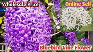 Bluebird Vine, Sandpaper Vine, নীলমনিলতা, Petrea volubilis, Purpel Wreath Flower Plant | Online Sell