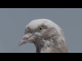 PIGEON KINGS- Kickstarter Teaser (2016)