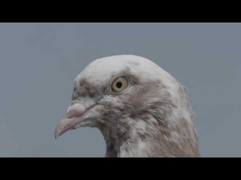 PIGEON KINGS- Kickstarter Teaser (2016)