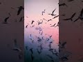 Beech Raah Me Dilbar Song Status Saberian Bird Bichad Jayein Kahi Hum Agar Chalte Chalte Skorts