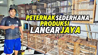 Download lagu CANARY BREEDERS‼️SIMPLE method for smooth and successful production.... mp3