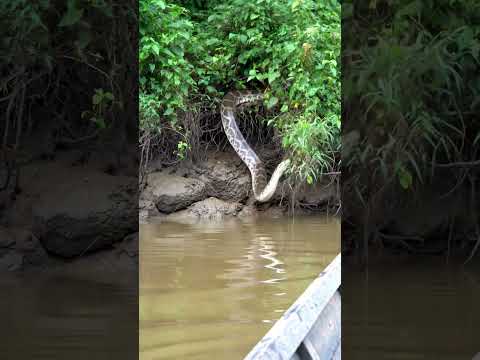 🐍 MASSIVE ANACONDA Drops Into Water RIGHT NEXT TO ME! #shorts
