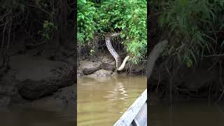 Download lagu 🐍 MASSIVE ANACONDA Drops Into Water RIGHT NEXT TO ME! #shorts mp3