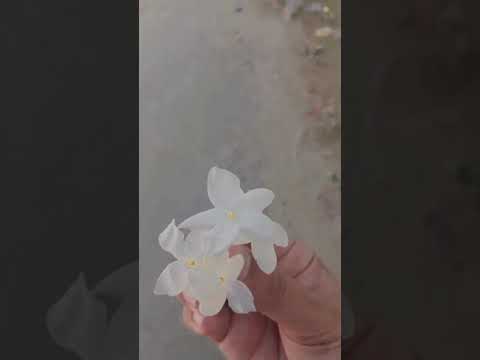 Which flowers is this ??? |Mahrukh's Cuisine