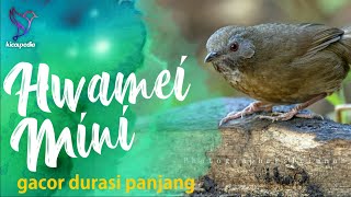Download lagu Spot-throated Babbler Bird Sound, Bird Song Bird Call, Bird Calling Chirping mp3 Download lagu Spot-throated Babbler Bird Sound, Bird Song Bird Call, Bird Calling Chirping mp3