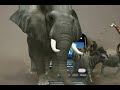 Animals Stampede