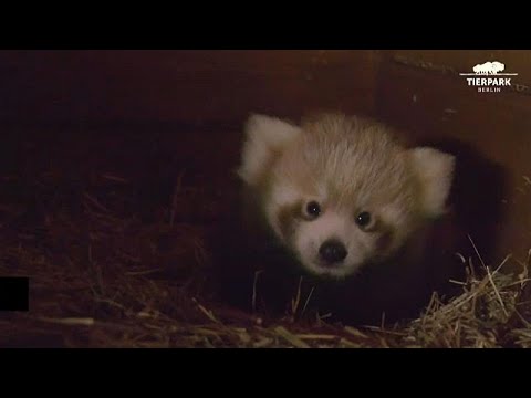 Seltener Roter Panda in Berlin geboren