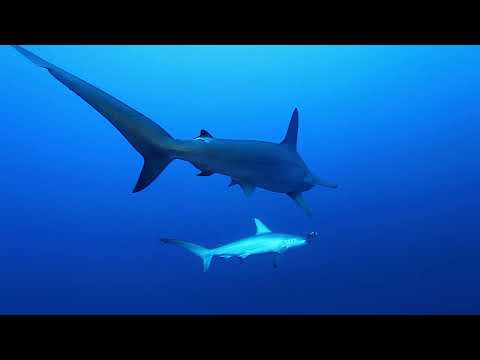LES TRÉSORS DE LA MER ROUGE