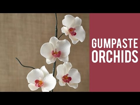 download lagu mp3 mp4 Orchid Flower Edible, download lagu Orchid Flower Edible gratis, unduh video klip Orchid Flower Edible