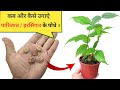 How To Grow Parijat Harsingar Plant From Seeds At Home