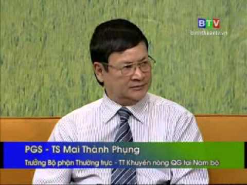 Phòng Trừ Dịch Hại Trên Lúa Trỗ