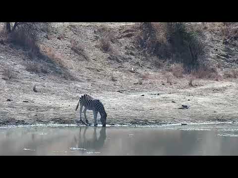 Djuma: Burchell's Zebras and Wildebeest bull - 09:20 - 08/31/21