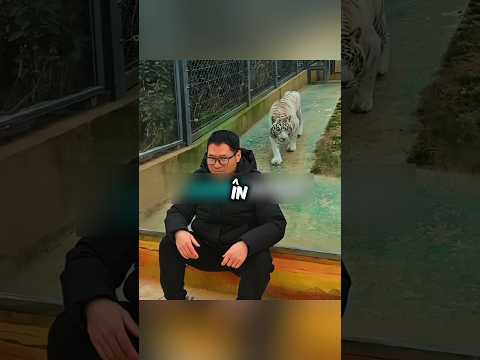 Tigrul prietenos se strecoară pe furiș în timpul pozei 😂🐯