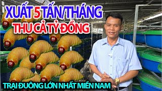Raising Coconut Worms on the Largest Scale in the South, Exporting 5 Tons per Month, Earning Bill...