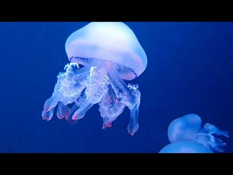 Jellyfish Haven - Jellyfish Aquarium - Deep Sleep Meditation Music Relax Mind Body - 9 hours