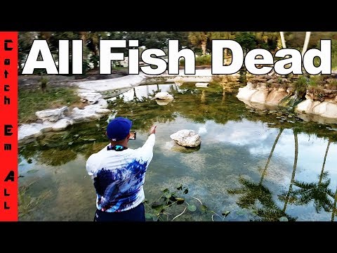 Cold Weather Kills ALL Exotic Fish in the Pond