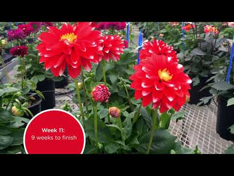 Dahlia Production - Selecta Field Notes thumbnail