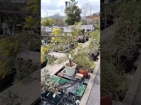 あなたの家に太陽の光が当たる観葉植物はどれを選びますか?私たちのトップ5！  庭園