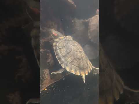Super Cute and Funny Turtle Climbs a Rock #animals #cute #funny #turtle #turtles #shorts