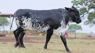 LOTE 47 - REUNIDAS HD TRINDADE 18880 FIV TOPNOTCH (8252-CD)
