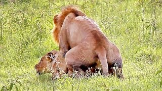 Wild Lions Mating in Africa Mp4 3GP & Mp3