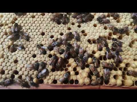 Första skattlådan ditsatt på valborgsmässoafton -22