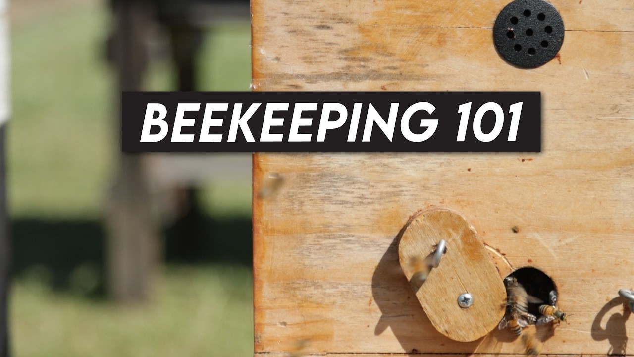 Should I start Beekeeping? Here's What You Need to Know...