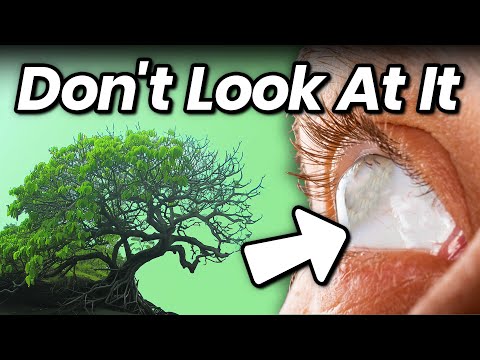 A TREE THAT Can BLIND YOU!!!  