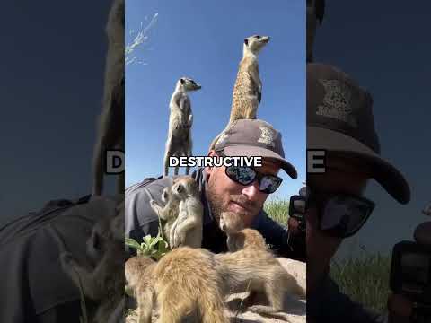 Would a Mongoose Make a Good Pet? | Pets Rated 😲 #mongoose #animals