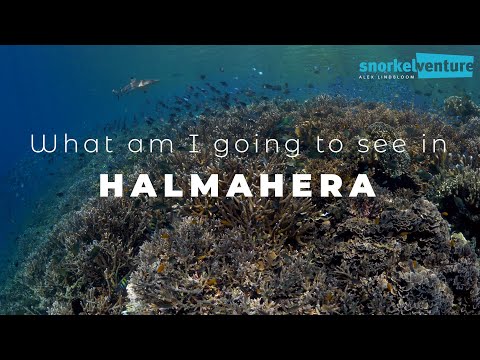 What am I going to See in Halmahera