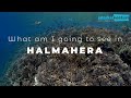 What Am I Going To See In Halmahera