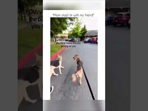 #funny #dogs #pet #dogscats#dogshorts #dog#doglover#doglife