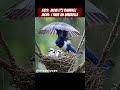Umbrellabird #animallover #RainforestWildlife #TropicalBirds #BirdWatching #BirdsofCentralAmerica