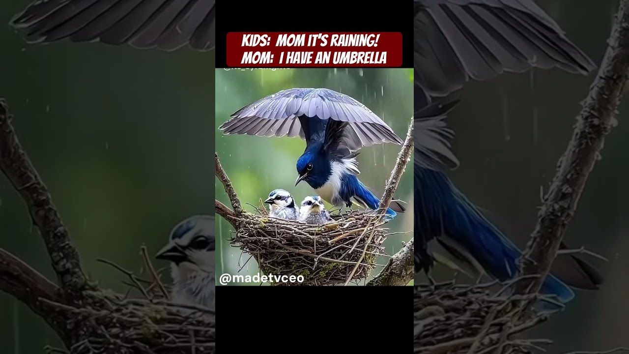 Umbrellabird #animallover #RainforestWildlife #TropicalBirds #BirdWatching #BirdsofCentralAmerica