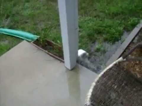 "Drain Away" downspout extender by Frost King
