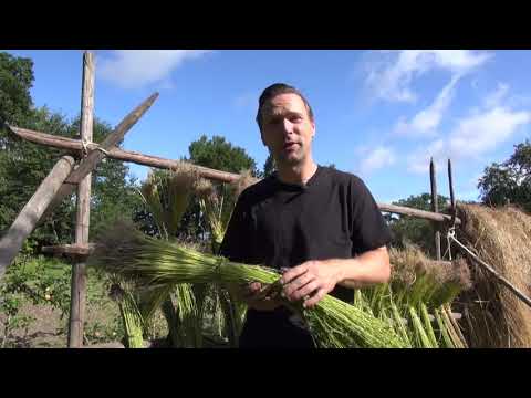 Skörda linet - 1 kvm lin