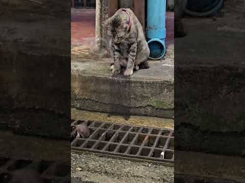 Cuando por fin la vida te sonríe 😹🤣 #viralvideo #cat #funny #gatos