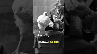 Download lagu ayam tanpa kepala yang hidup selama 18 bulan!! #faktaunik mp3