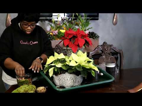 , title : 'Poinsettia Care | Christmas Containers | Thrifting  & More'