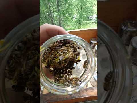 Honig direkt im Glas