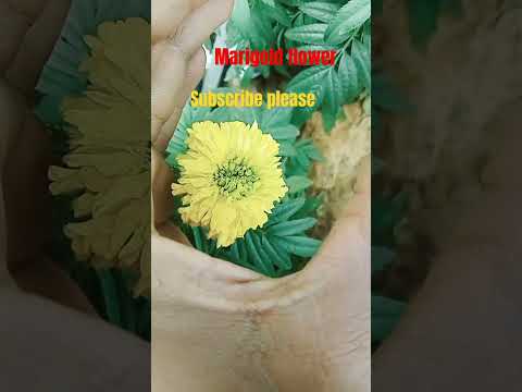 Meri gold flower #supportme 👍👍❤️❤️🙏