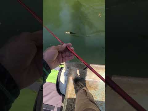 Pesca en  San Carlos Antioquia la Represa Punchina