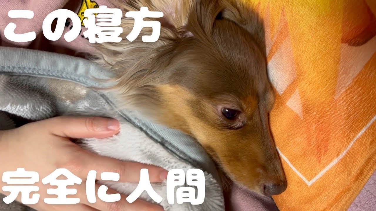 犬なのに腕枕＋枕で寝るんだけど… チワックスれあ