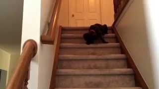 Great Dane puppy vs. Stairs